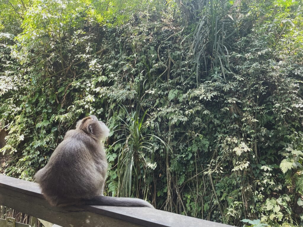 monkey forest beautiful places to see in bali