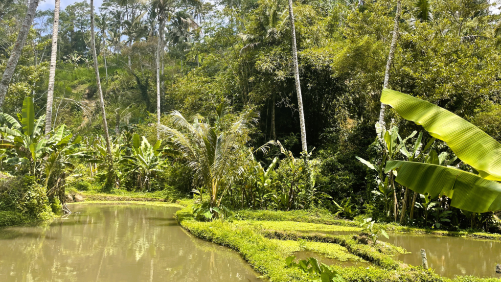 waterfallls beautiful places to see in bali