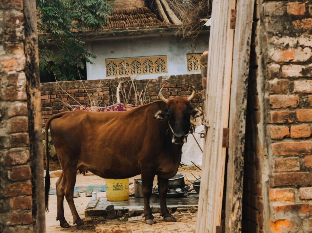 A cow resting outside a village house in India, showcasing rural life/